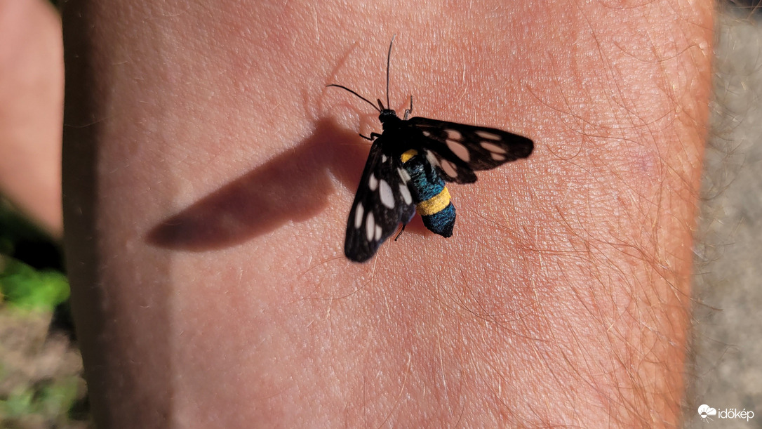 Pillangó karbantartás