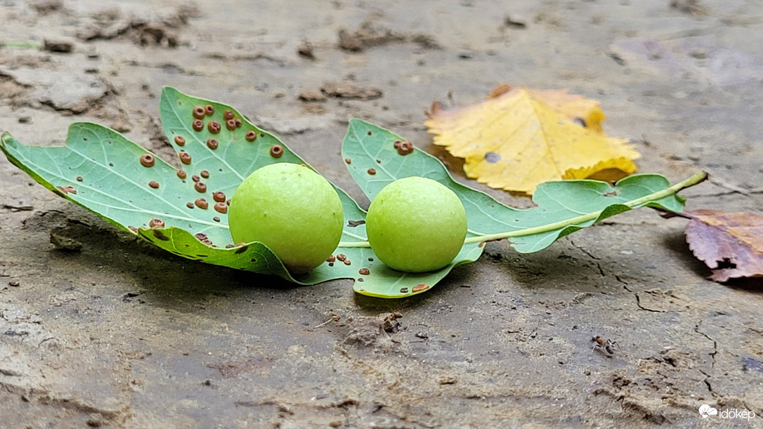 Tölgyfalevél gubacs