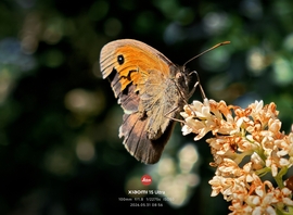 Sérült lepke
