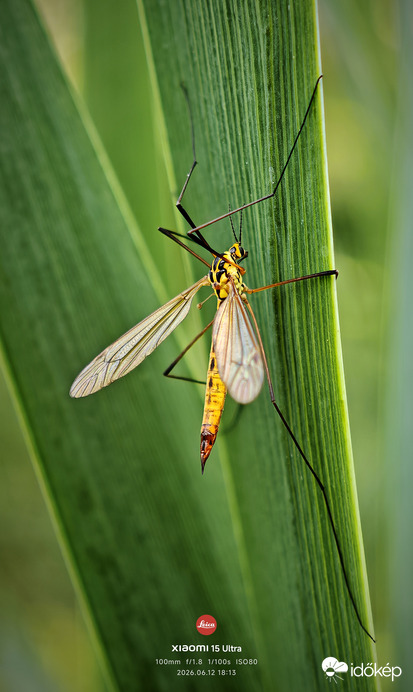 Pihenő