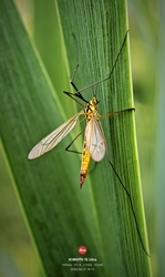 Pihenő