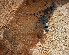 Területvédő harc.