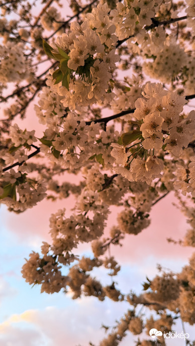 Cseresznyevirág a naplementében