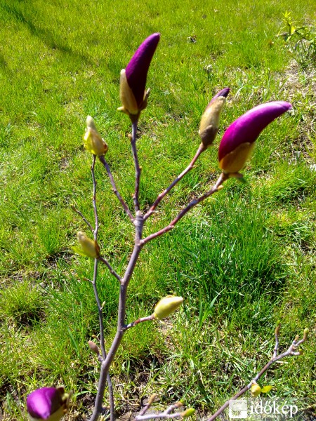 Magnolia