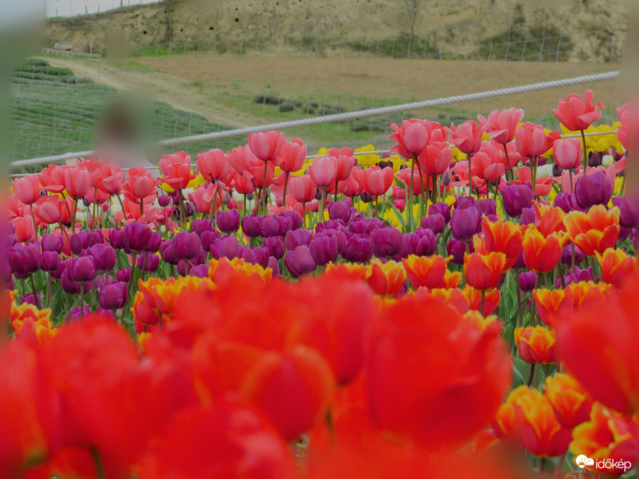 Színes tulipánok. 