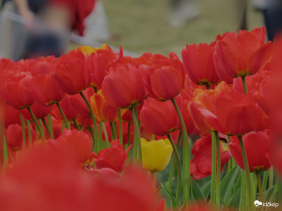 Piros tulipánok. 