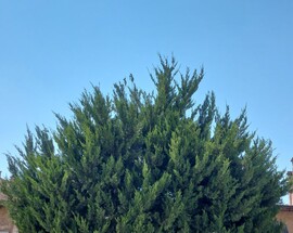 Vác