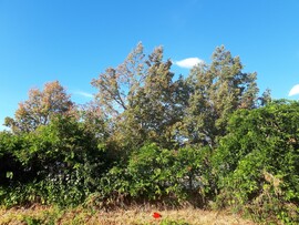 Dunakeszi
