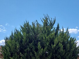Vác