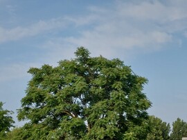 Vác