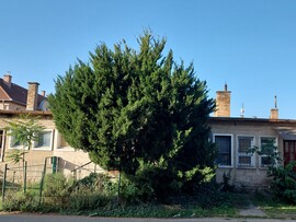 Vác