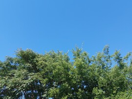Vác