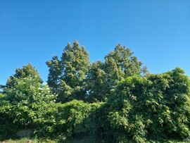 Vác