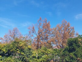 Vác