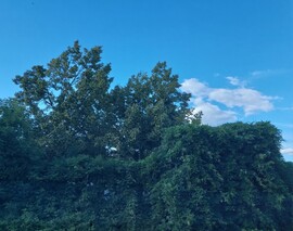 Vác