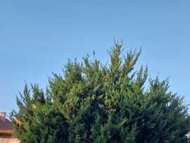 Vác