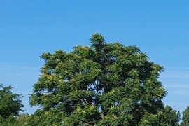 Vác
