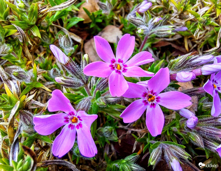 Árlevelű lángvirág