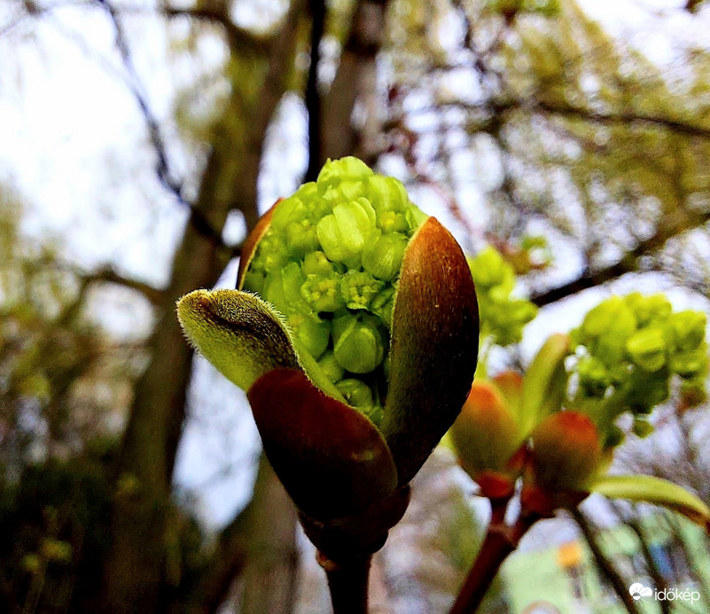 A juhar bűvöletében 1.