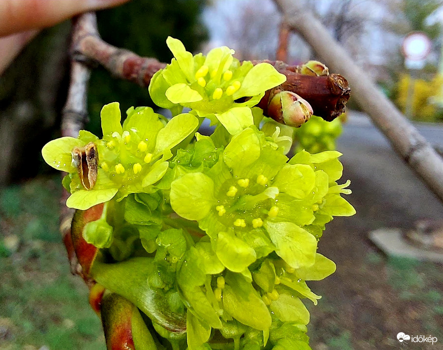 A juhar bűvöletében 4.