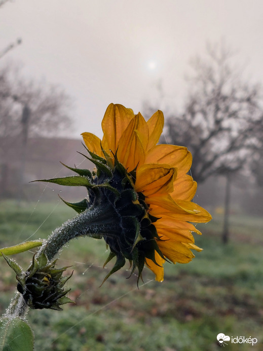 Hatvan szép ködös