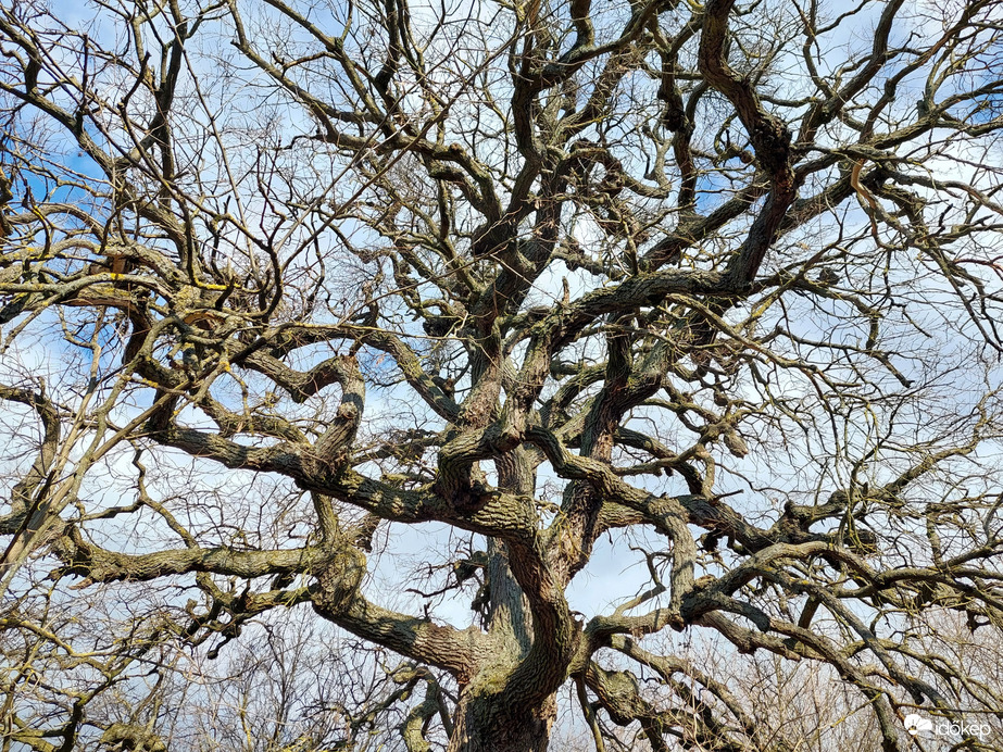 Az öreg kocsányos 2.