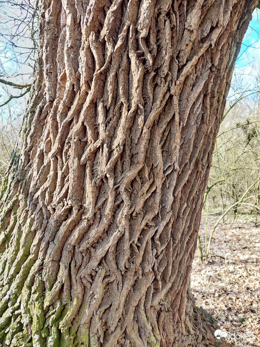 Az öreg kocsányos 4.