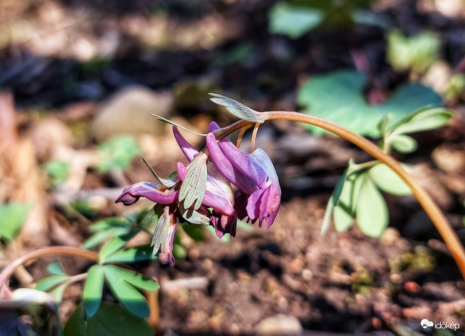 Ujjas keltike a Mátrában