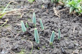 Hatvanban is készülődnek a hóvirágok