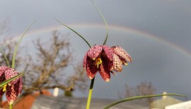 A szivárványhíd alatt