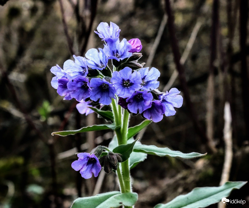 Bársonyos tüdőfű 