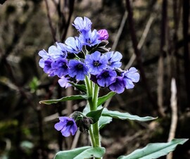 Bársonyos tüdőfű 