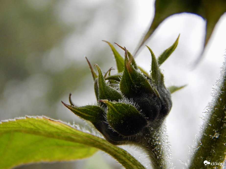 Ködös napraforgó bimbó