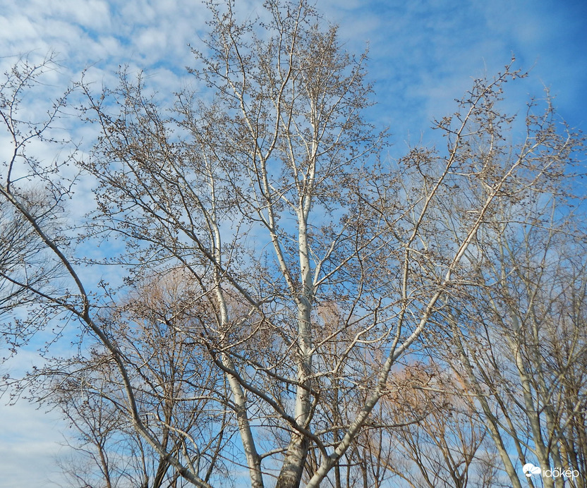 Szeretemfa 
