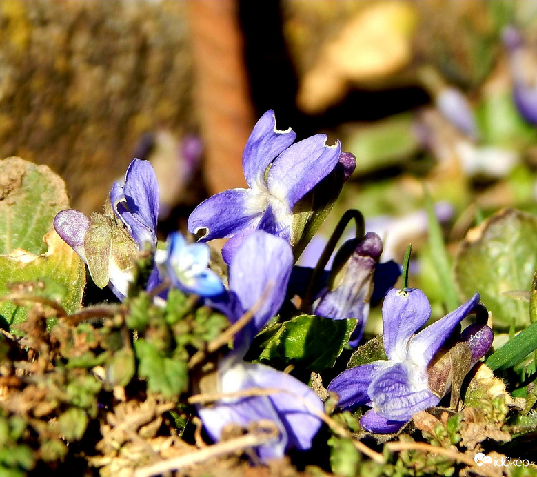 Ki evett a szirmaimból?!!