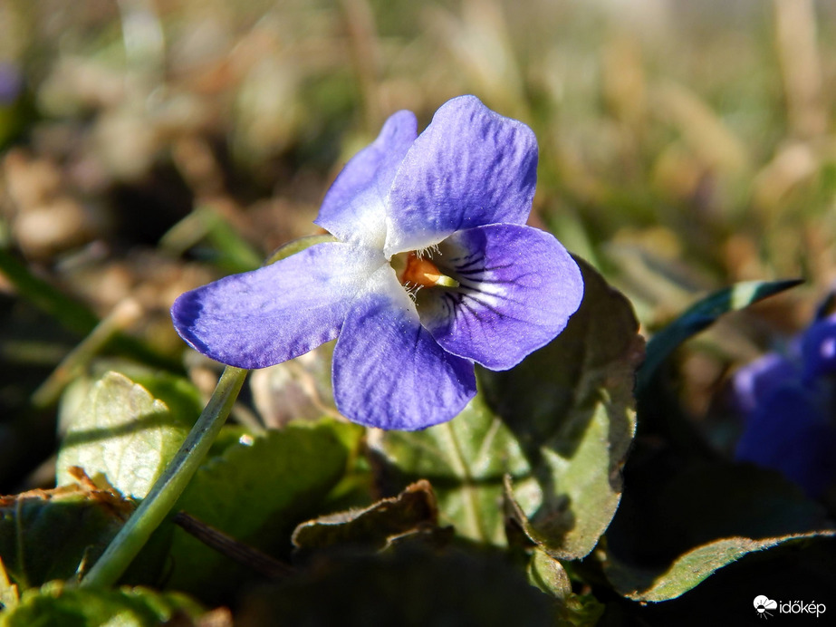 Büszkén csillogósan