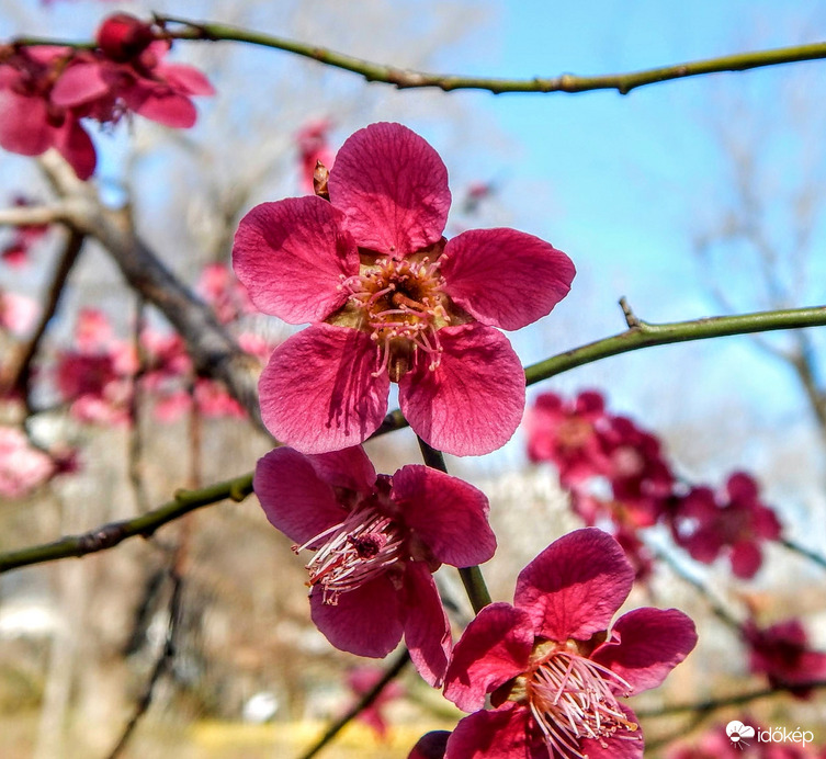 Japán kajszi virága