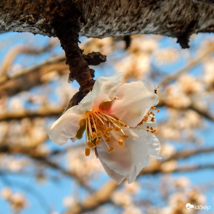 Még közelebbről, picurka kukucskâlóval
