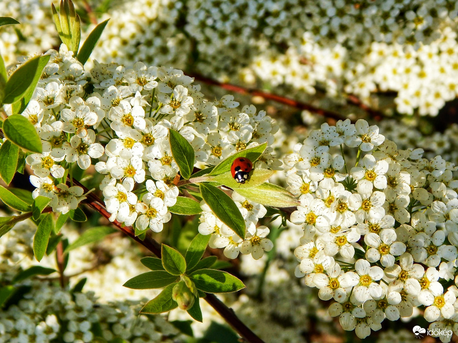 Hamvas gyöngyvessző
