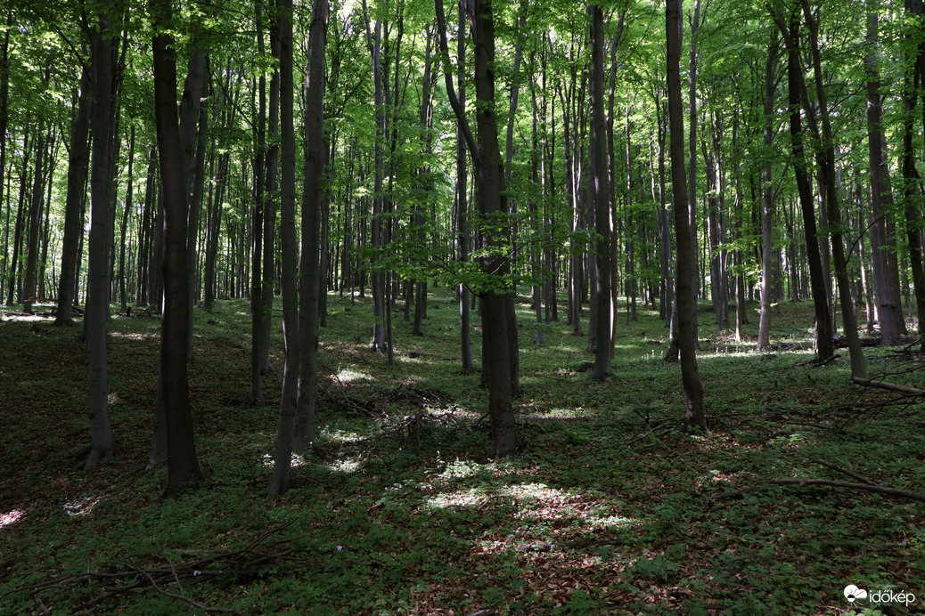 Március 21. az Erdők Nemzetközi Napja