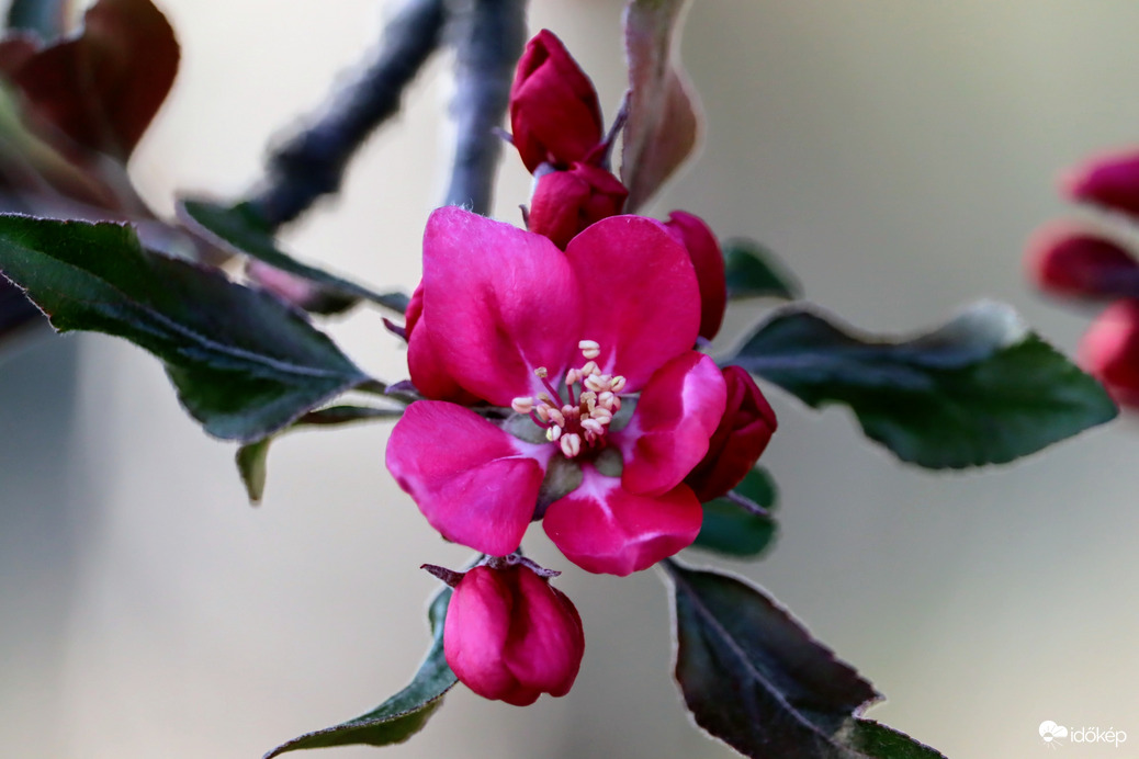 Díszalma virágzás 4.