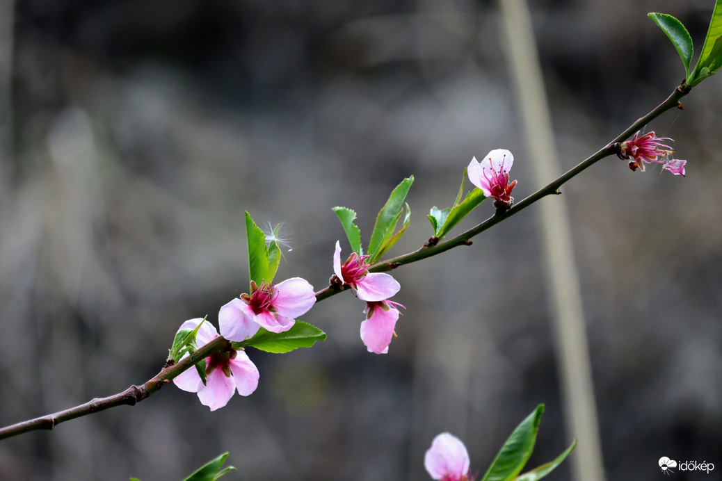 Gyermekláncfű pehely