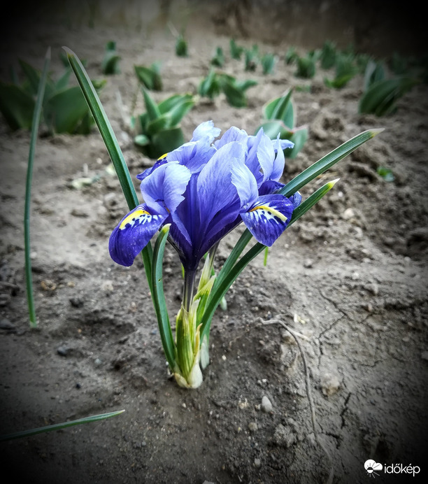 Anyukám virágoskertjében jártam 2.