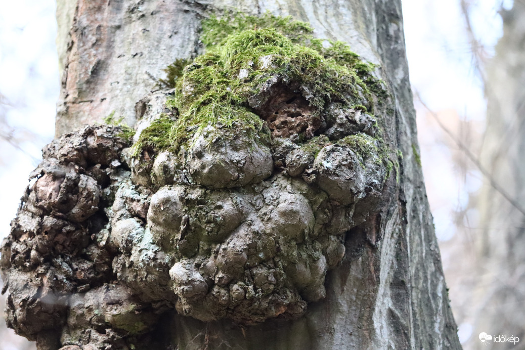 Ez lenne a hamvaskéreg gomba?