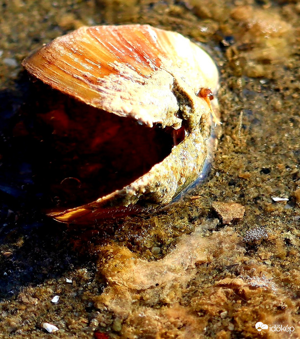 Csigababás fotó 2.