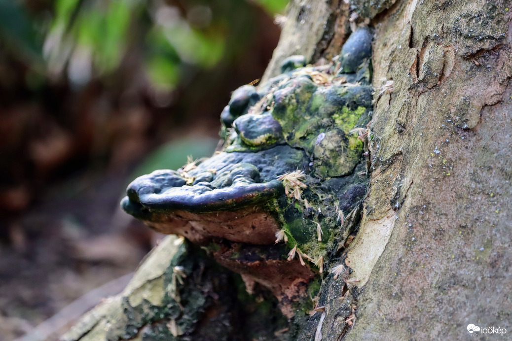 Fába szorult krokodil