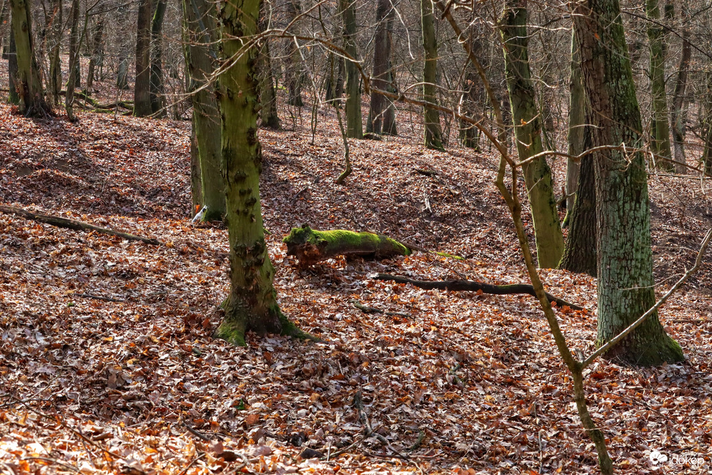  Az erdők világnapjára