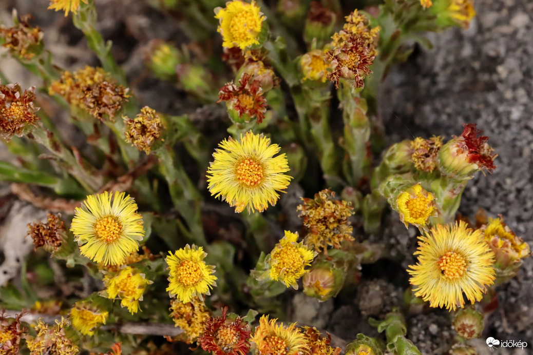 Búcsúzik a martilapu