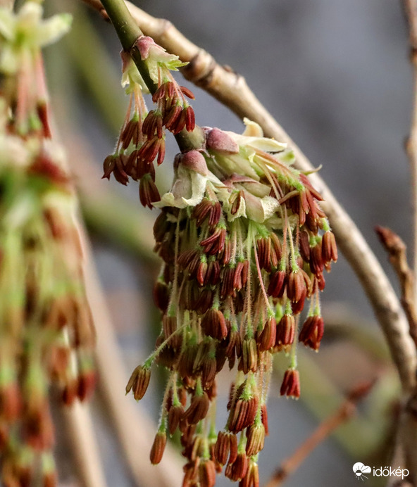 Kőrislevelű juharfa virága