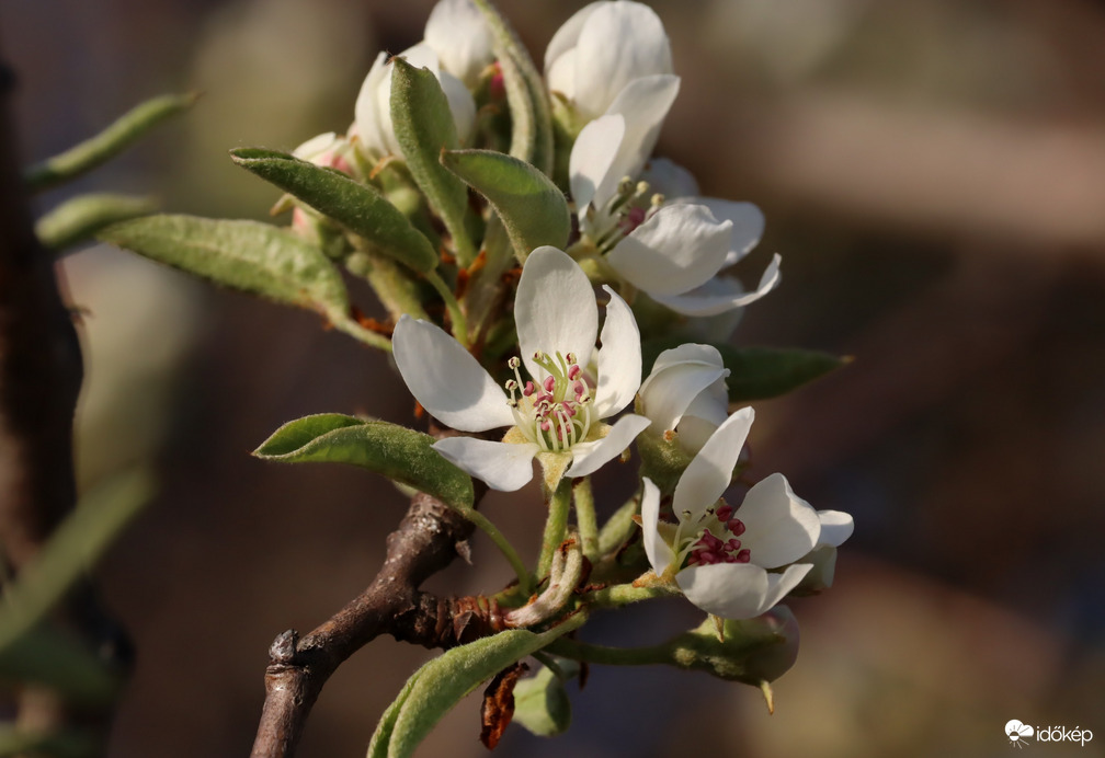 Almavirágzás on!